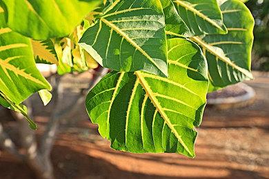 准确预言特朗普遭枪击！《总统先生》游戏获特别好评